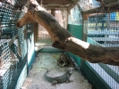 PICTURES/Tourist Sites in Florida Keys/t_Crane Point Nature Center - Iguana.JPG